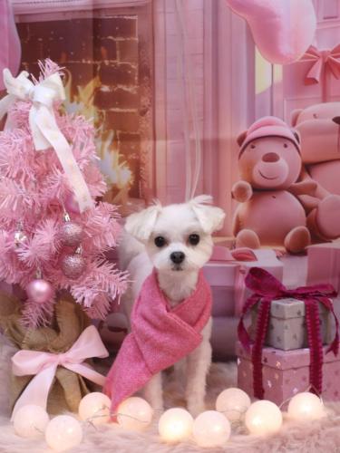 20241206きぬちゃん